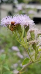 Copestylum sexmaculatum