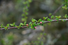 Cotoneaster apiculatus