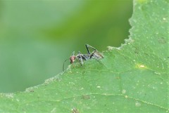 Camponotus singularis