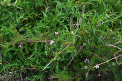 Rubus pungens oldhamii