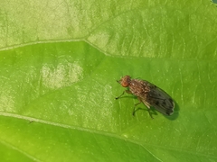Suillia variegata