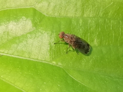 Suillia variegata