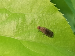 Suillia variegata