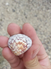 Lioconcha fastigiata