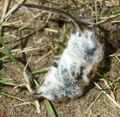 Sorex cinereus