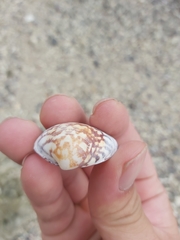 Lioconcha fastigiata