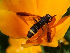 Temnostoma bombylans