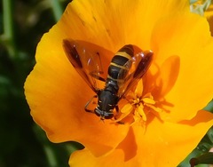 Temnostoma bombylans