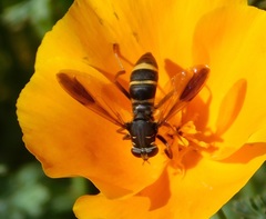 Temnostoma bombylans