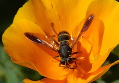 Temnostoma bombylans