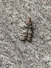 Ortholepis pasadamia