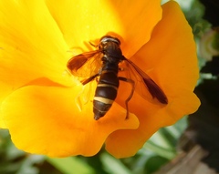 Temnostoma bombylans