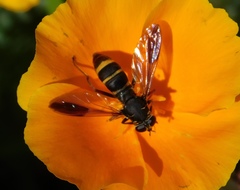 Temnostoma bombylans