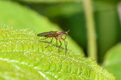 Empis punctata