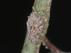 Thionia elliptica