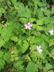 Geranium robertianum