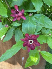 Calycanthus