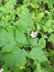 Geranium robertianum