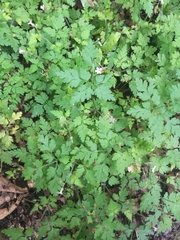 Geranium robertianum