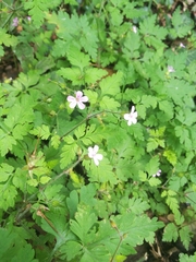 Geranium robertianum