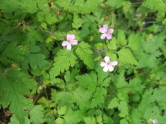 Geranium robertianum