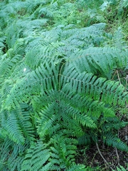 Pteridium aquilinum