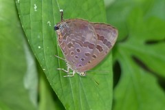 Arhopala agaba