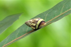 Amphidromus xiengensis