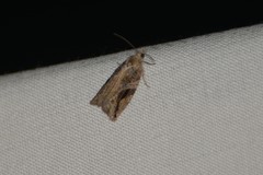 Proteoteras crescentana