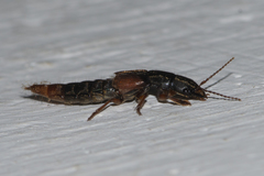 Platyprosopus