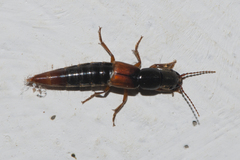 Platyprosopus