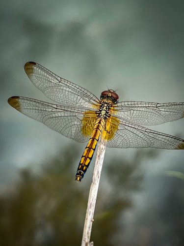 Crimson Marsh Glider photo 3