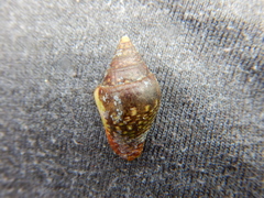 Columbella major