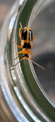 Phyllobrotica quadrimaculata