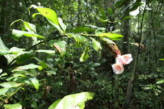 Costus acreanus