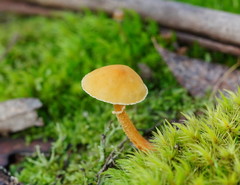 Cystoderma muscicola