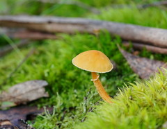 Cystoderma muscicola