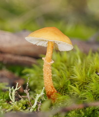 Cystoderma muscicola