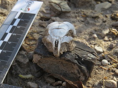 Dipodomys phillipsii oaxacae