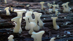 Crepidotus nyssicola