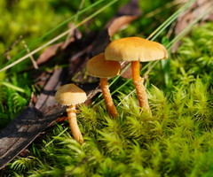 Cystoderma muscicola