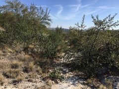 Cercocarpus fothergilloides