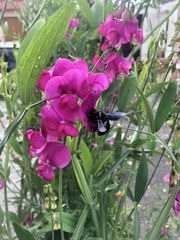 Xylocopa violacea