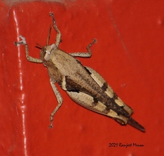 Acrididae