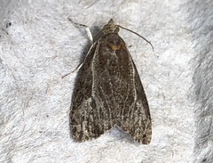 Olethreutes quadrifidum