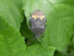 Megymenum brevicorne