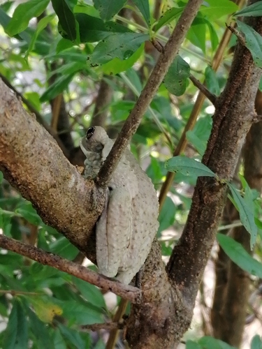 Amazonian Milk Frog