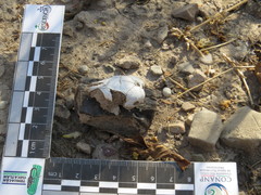 Dipodomys phillipsii oaxacae