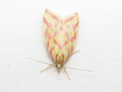 Hypercallia citrinalis