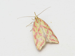 Hypercallia citrinalis